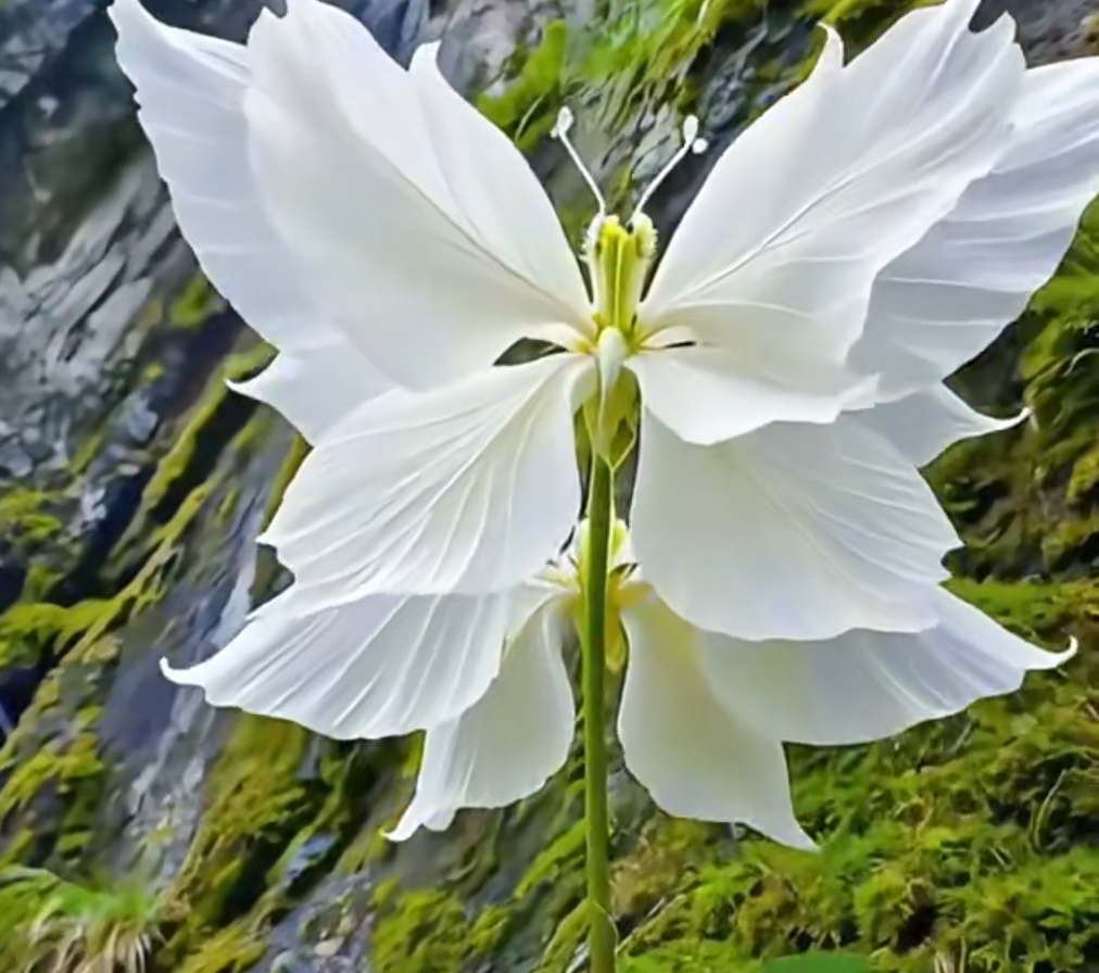 Semillas de flores de mariposa ángel mágico-ES