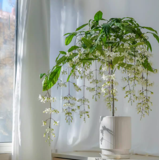 🌸Jazmín colgante de invierno: una planta de interior de ensueño🌿❄️-ES