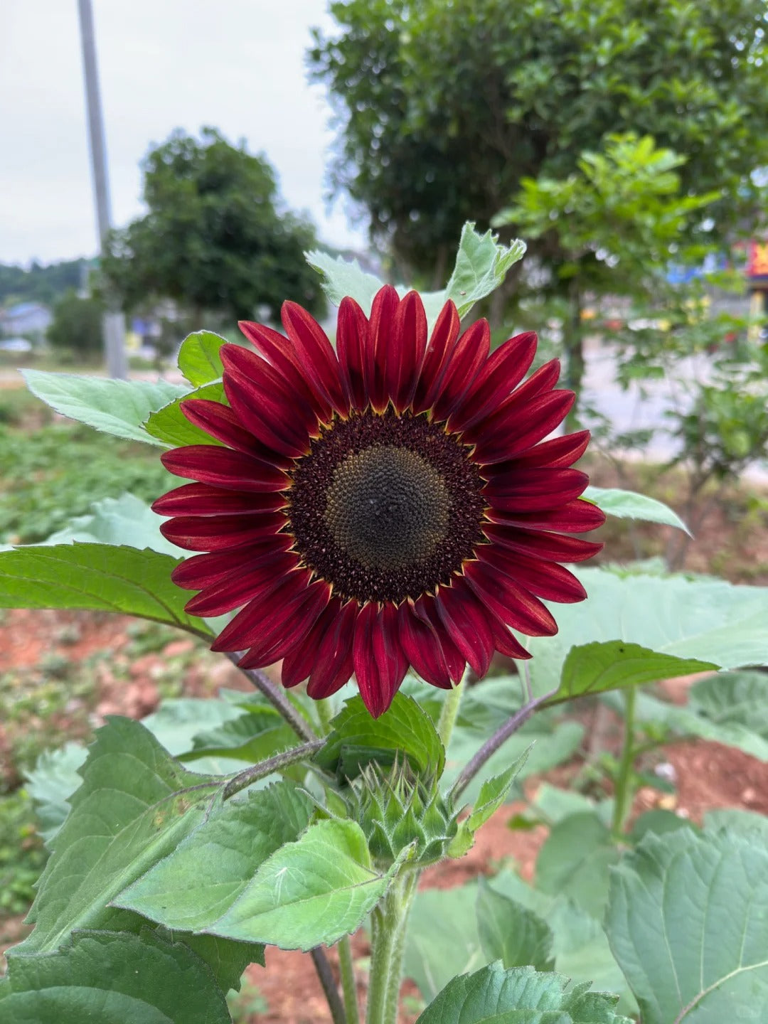 Raudonosios bangos hibridinės saulėgrąžų sėklos-LT