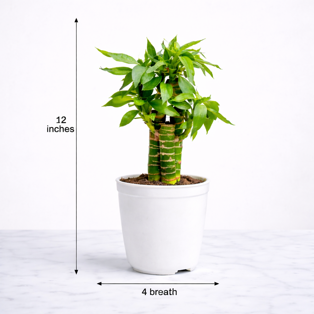Vastu Prosperitetni Duo-HR
