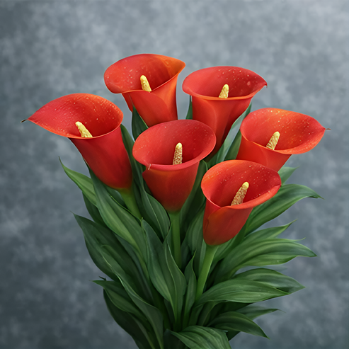 🌷 Misteriosa cala aurora-ES