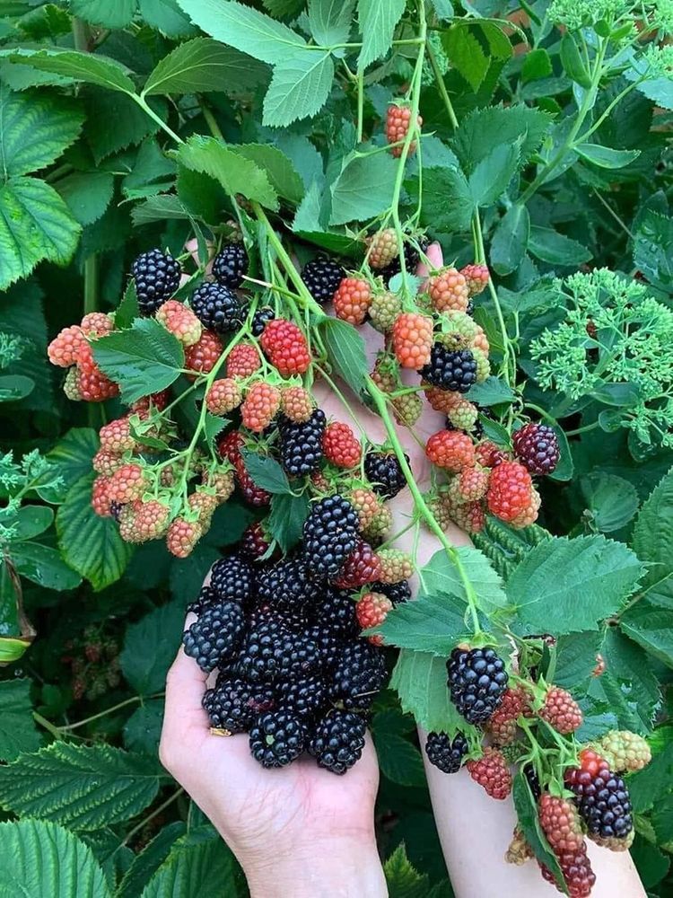 Milžiniškos juodosios aviečių sėklos-LT