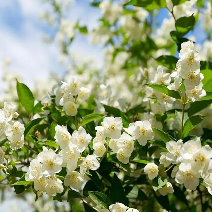 PASKUTINĖS DIENOS akcija – 35 % NUOLAIDA 🌸 Vazoninis augalas su jazminais (🌱Išlikimo garantija: nemokami pakeitimai🌿)-LT