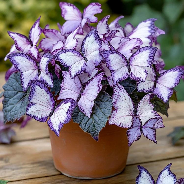 💥 Nuevas Begonias 🦋 Semillas de Begonia Mariposa 🌱 Bonsáis como nunca antes los habías visto-ES