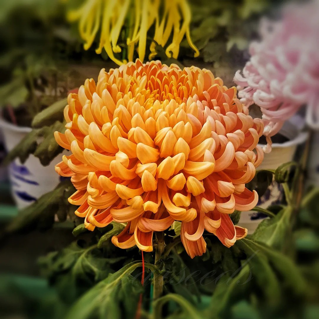 🌺Kvet elegancie🌼Semená obrovskej chryzantémy-SK