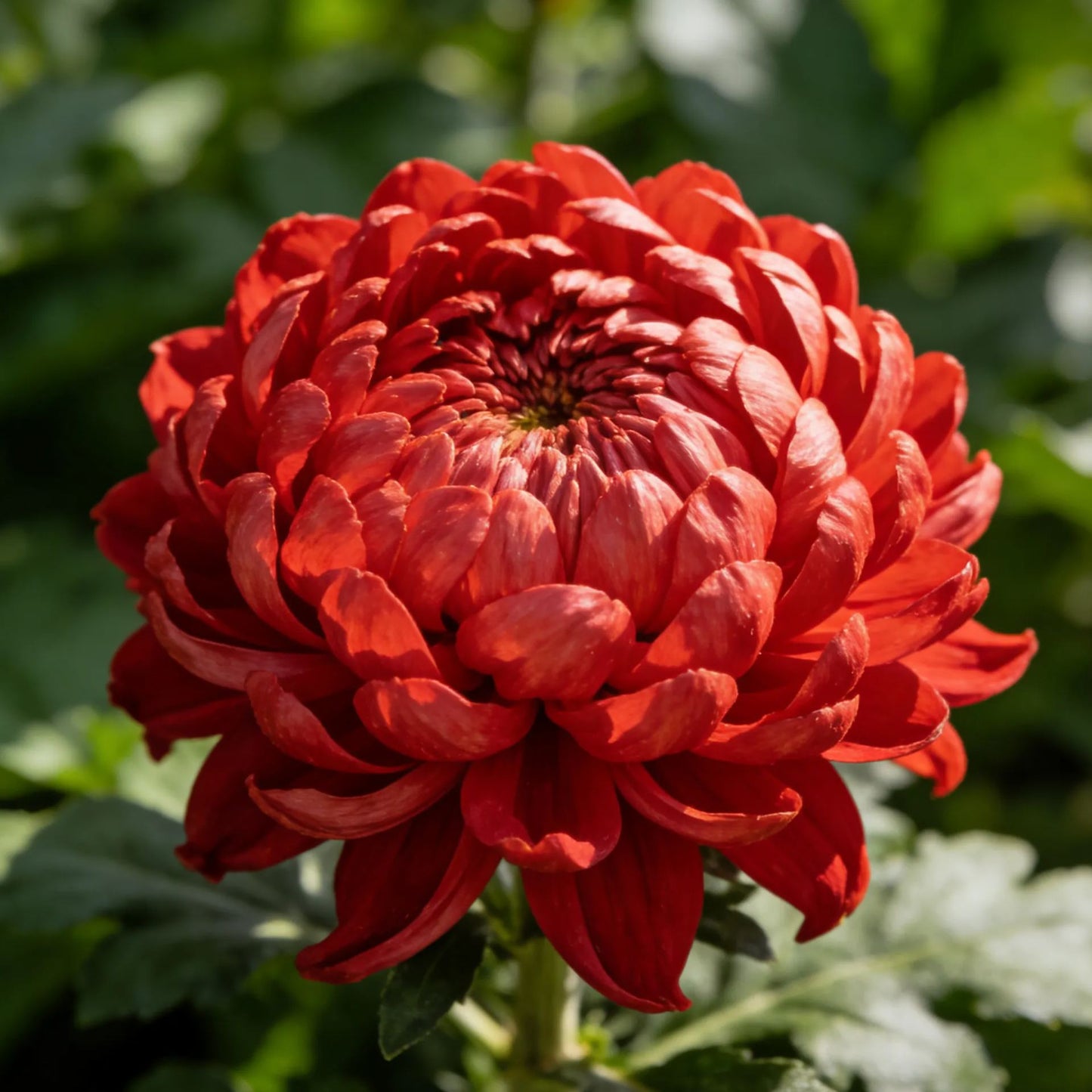 🌸Semillas de peonía de flor de crisantemo-ES