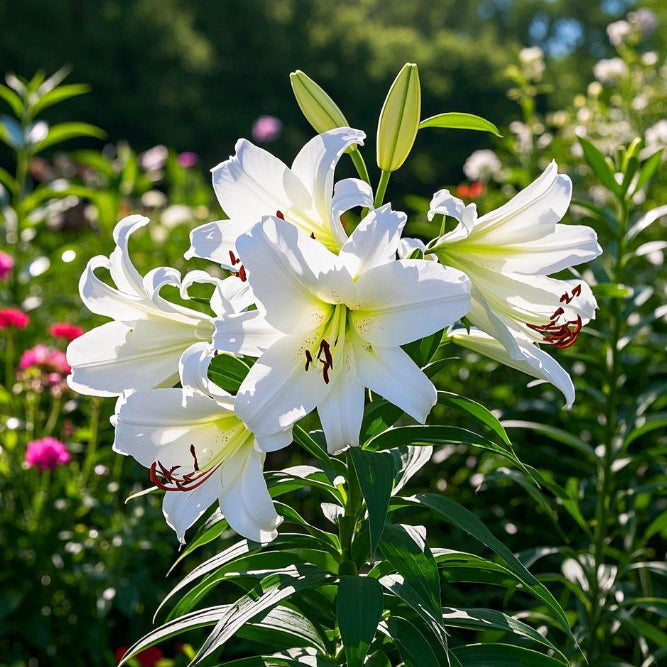 Črna magična lilija 🌺Čebuljice parfumskih lilij – sveže in sladke-SI