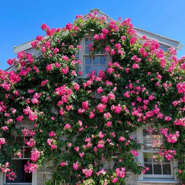 🌈 Vrhunske plezalne vrtnice 🌹 Hitro rastoče, enostavne za nego in zelo dišeče ✨ Popolne za vsak vrt-SI