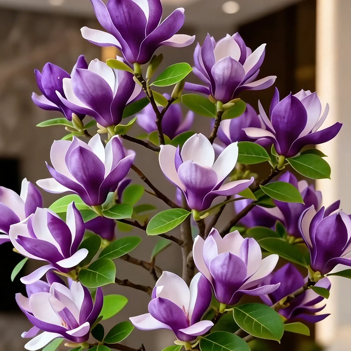 Magnolia liliiflora sibulad (lillad orhideed) 🌸 Õied peidavad lehti, õhk täidab aroomi-EE