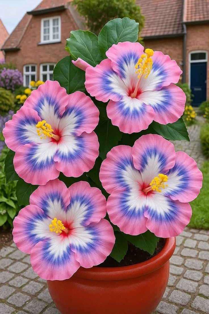 Haruldased hibiskisibulad – potis, rõdul, talvel istutamiseks-EE