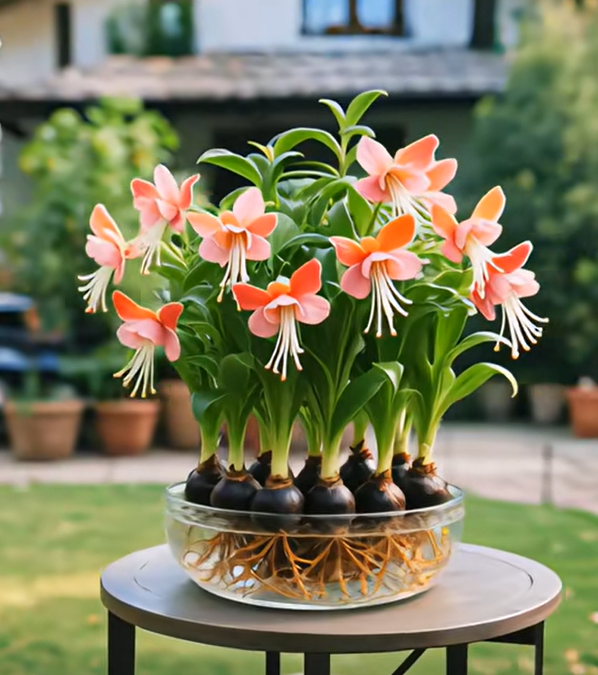 Bulbos de flores de linterna de Phalaenopsis-ES