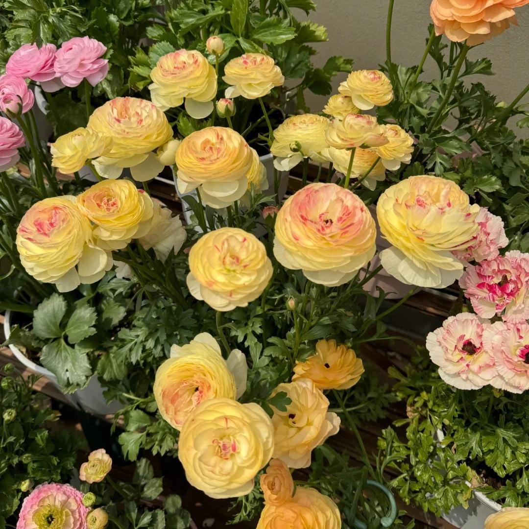 Bulbos de ranúnculo: delicados, elegantes, inolvidables 🌸-ES
