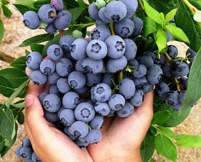 🫐Saldžios, greitai nokstančios šiaurinės mėlynės, sena veislė, be GMO, prieinamos JAV-LT