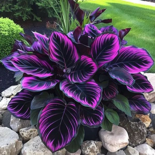 Σπάνιοι, γιγάντιοι, ψηλοί βολβοί hosta – επιβλητική κομψότητα και ομορφιά ανθεκτική στη σκιά-GR