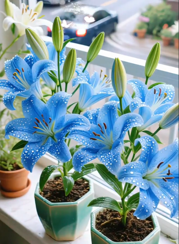 Bulbos de lirio fragante bicolor de doble pétalo: frescos y dulces.-ES