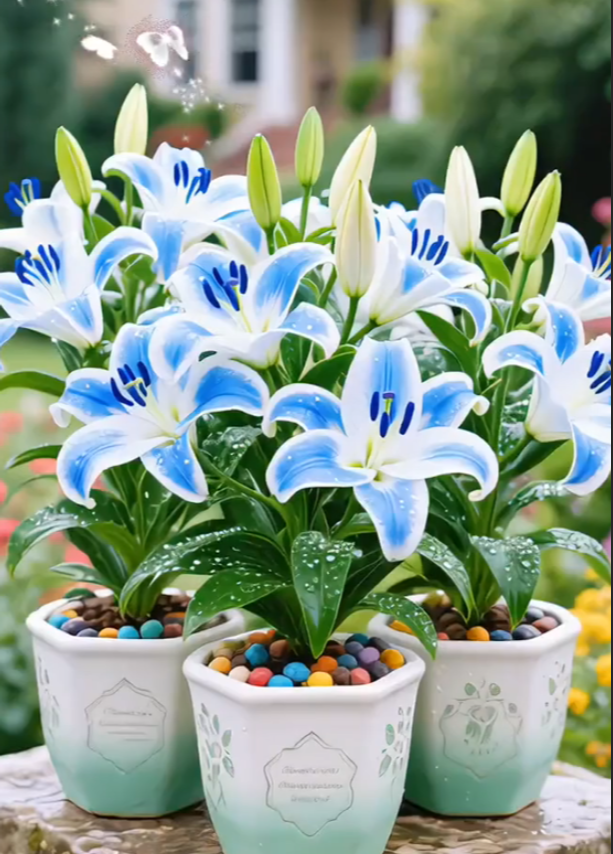 Bulbos de lirio fragante bicolor de doble pétalo: frescos y dulces.-ES