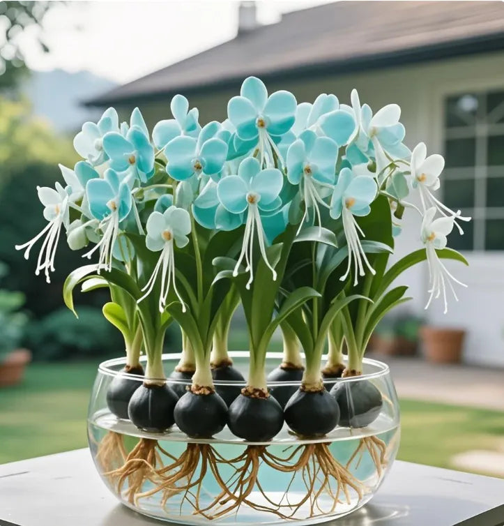 Bulbos de flores de linterna de Phalaenopsis-ES