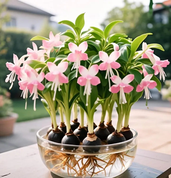 Bulbos de flores de linterna de Phalaenopsis-ES