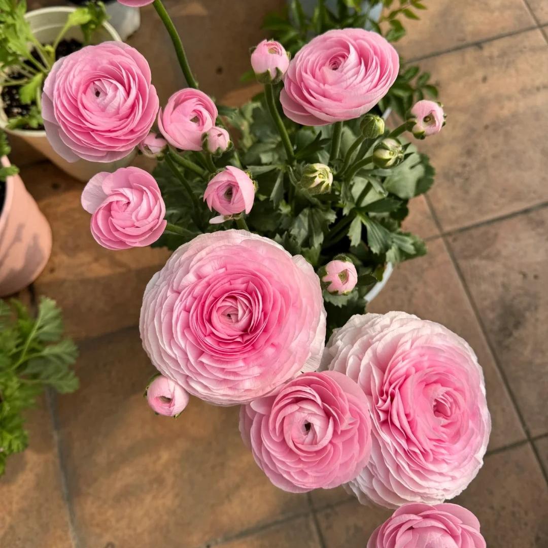 Bulbos de ranúnculo: delicados, elegantes, inolvidables 🌸-ES