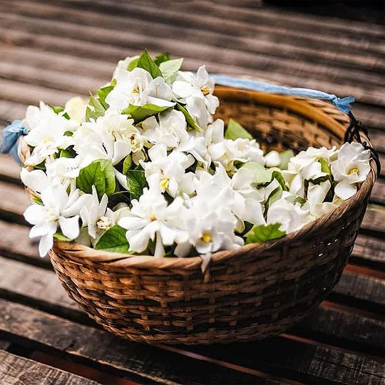 KUMPPAKUMISE VIIMANE PÄEV - 49% SOODUSTUST 🌸Ilus jasmiinipuu potis (võib istutada talvel)🌸-EE