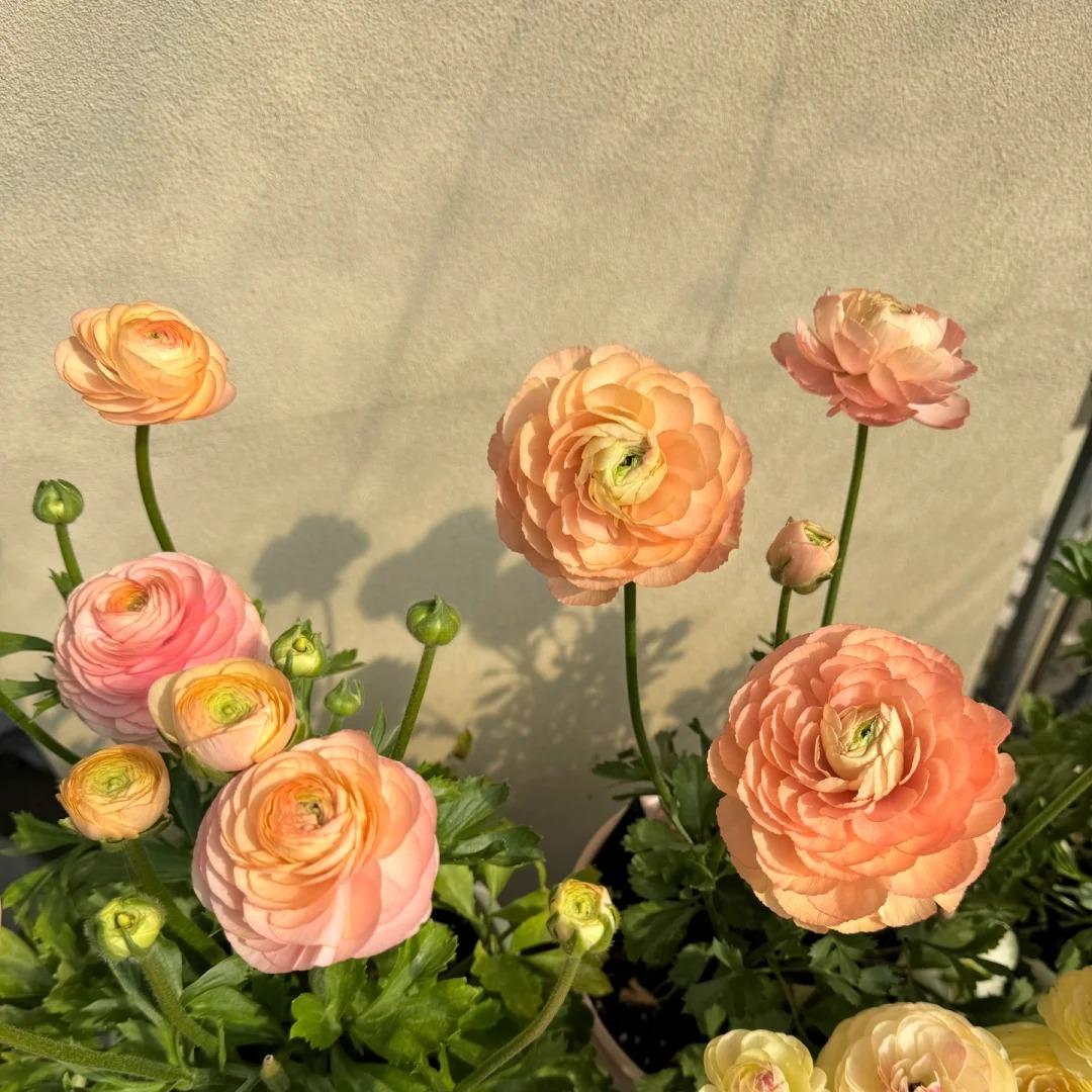 Bulbos de ranúnculo: delicados, elegantes, inolvidables 🌸-ES