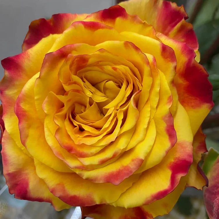 💙SEMILLAS DE ROSA ENCANTADORA AZUL✨-ES