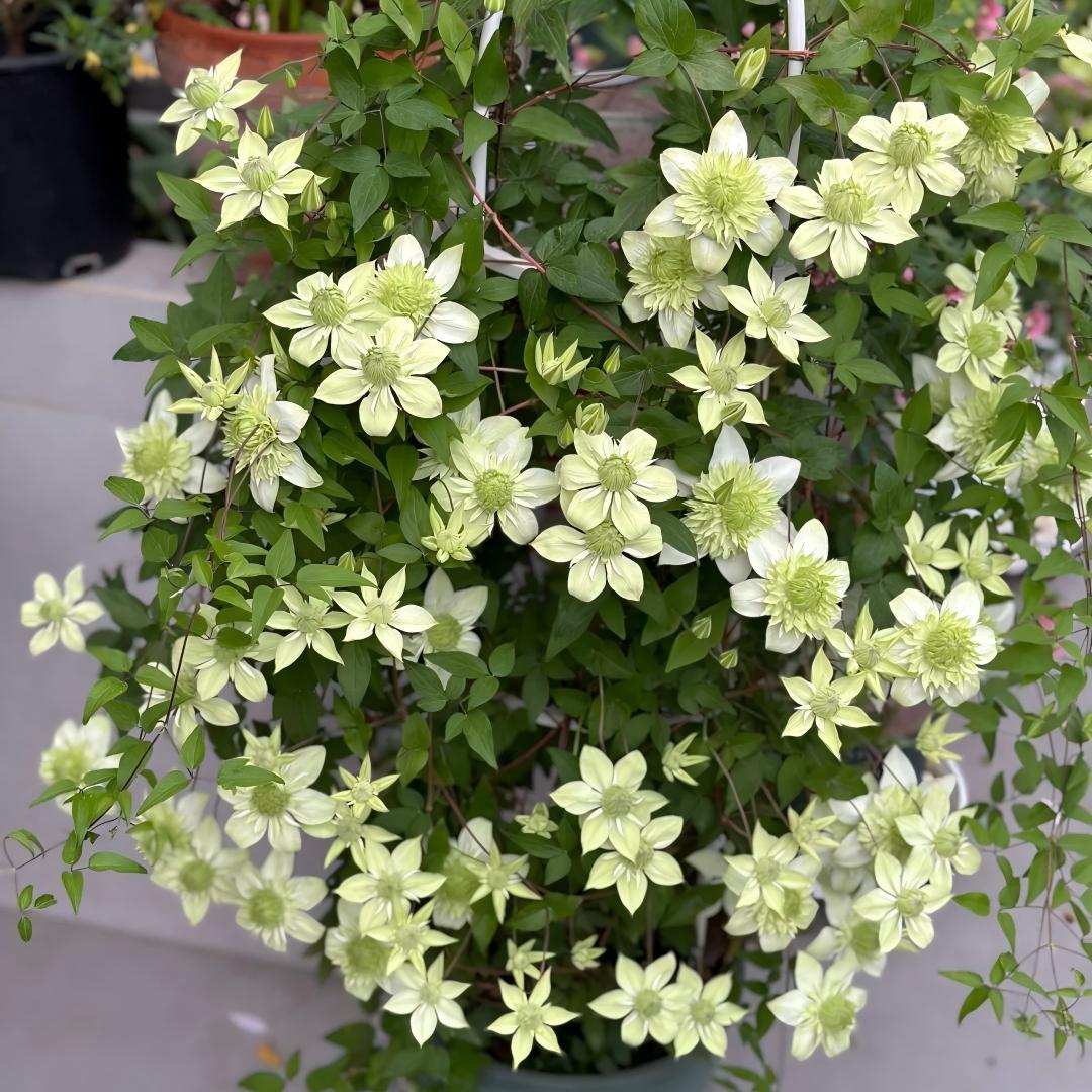Σπόροι Clematis – η βασίλισσα των αμπελιών-GR