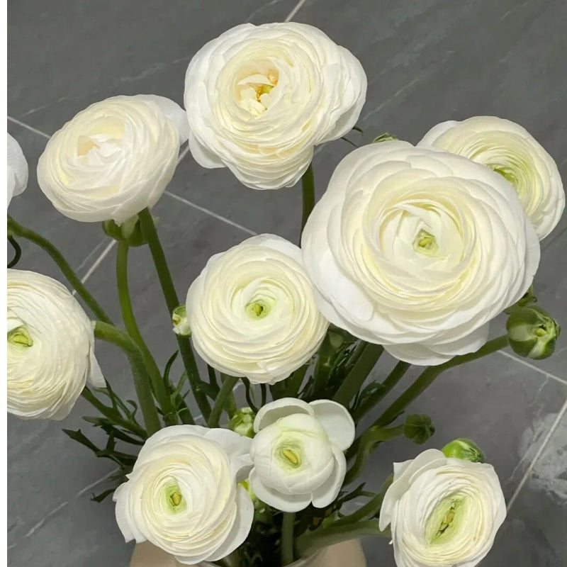Bulbos de ranúnculo: delicados, elegantes, inolvidables 🌸-ES