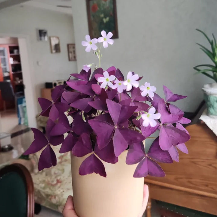 💜Βολβοί οξαλίδας Purple Luck-GR