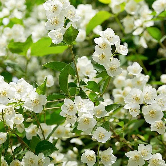 KUMPPAKUMISE VIIMANE PÄEV - 49% SOODUSTUST 🌸Ilus jasmiinipuu potis (võib istutada talvel)🌸-EE