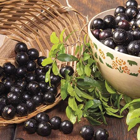 Semena grozdja Jabuticaba-SI