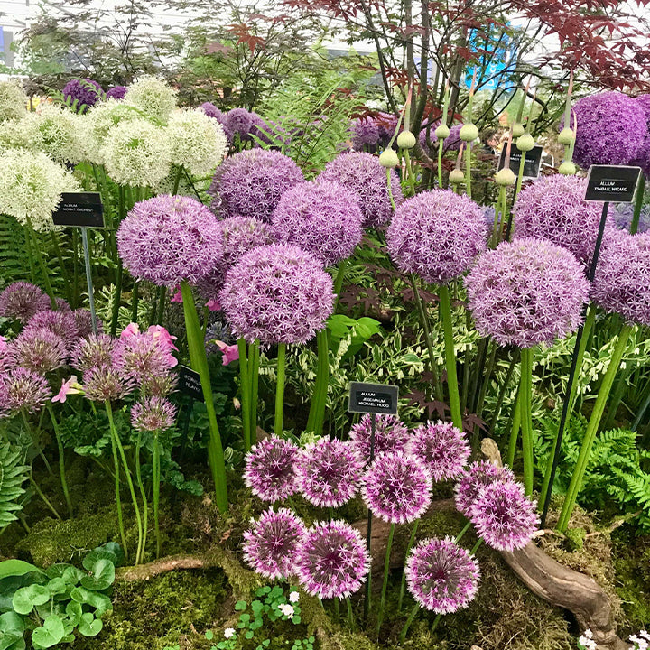 Ukrasni cvijet luka Allium Giganteum-HR