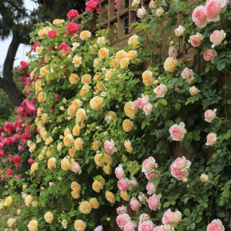 🌺 Sjeme ruže penjačice-HR