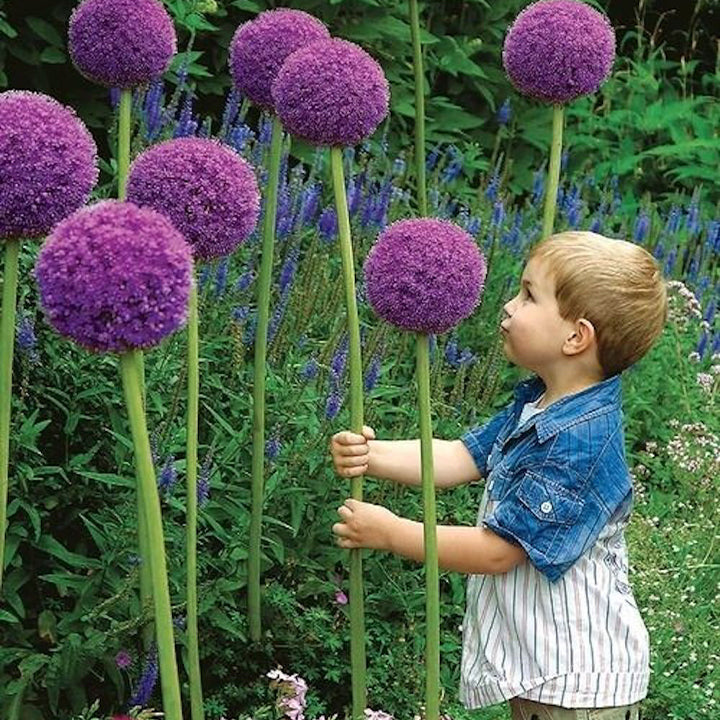Ukrasni cvijet luka Allium Giganteum-HR