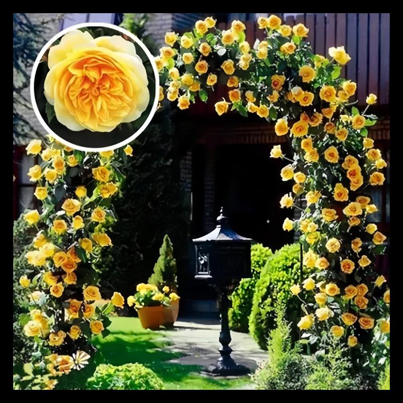 🌺 Sjeme ruže penjačice-HR