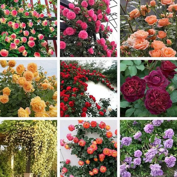 🌺 Sjeme ruže penjačice-HR