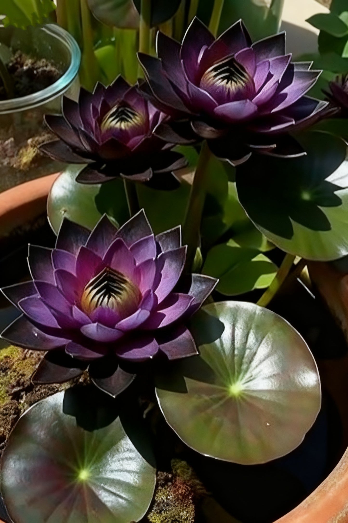 🌌💜 Senčni lotos – redka lepotica na vašem vrtu🌸-SI