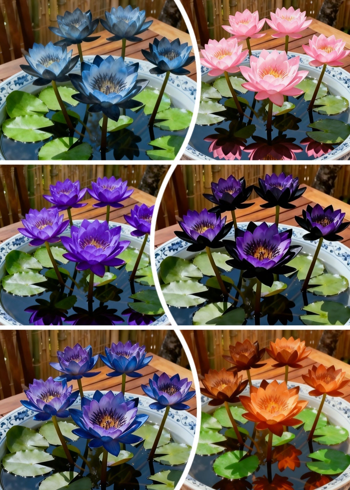 🌌💜 Senčni lotos – redka lepotica na vašem vrtu🌸-SI