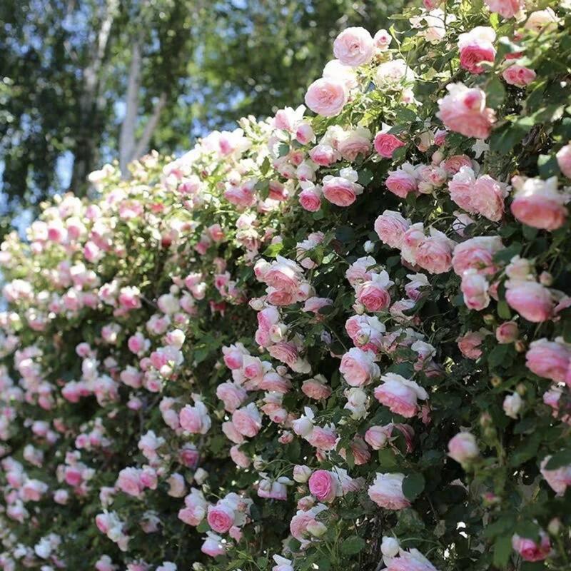 🌺 Sjeme ruže penjačice-HR