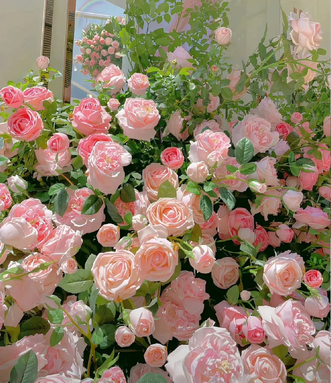 🌺 Sjeme ruže penjačice-HR