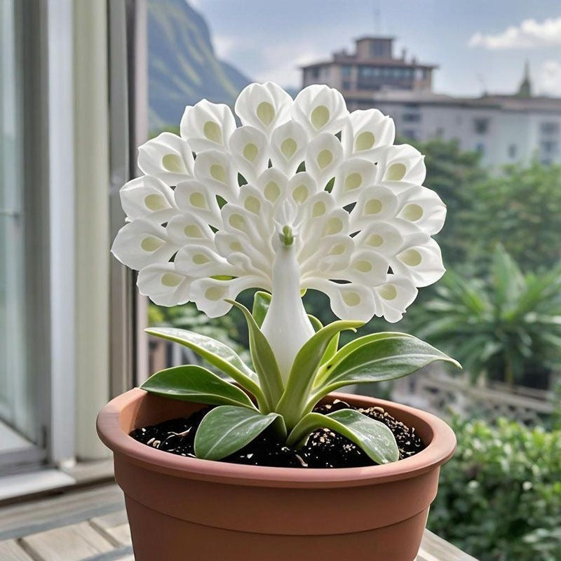 💠 „Kvapnių žiedų karalienė – Peacock orchidėjų svogūnėliai tikrai prabangiai sodo erdvei“-LT