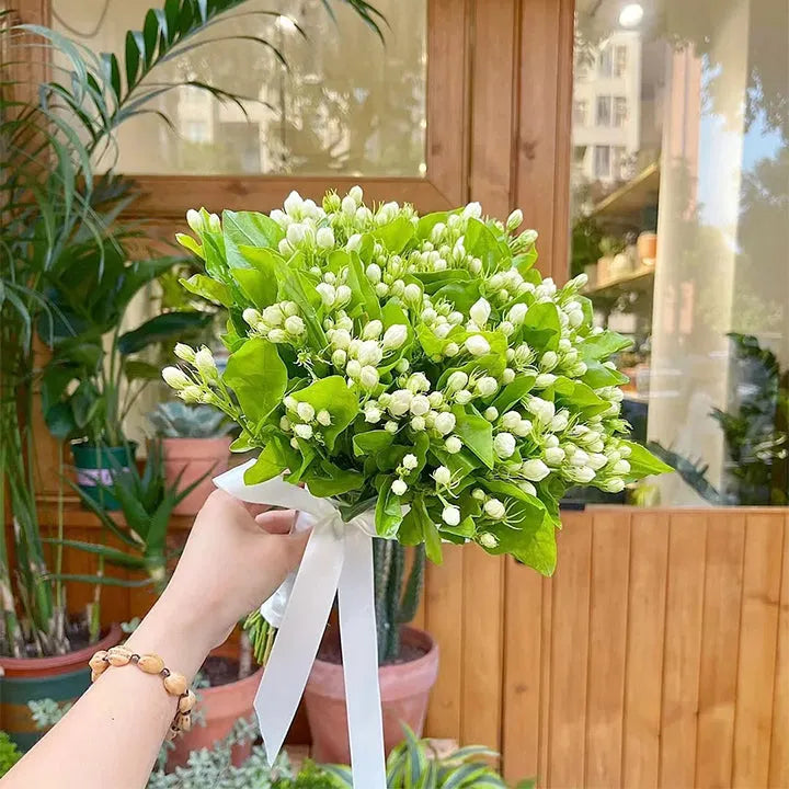 VIIMASE PÄEVA kampaania 35% SOODUSTUST 🌸 Jasmiini potitaim (🌱Ellujäämine garanteeritud: tasuta asendused🌿)-EE