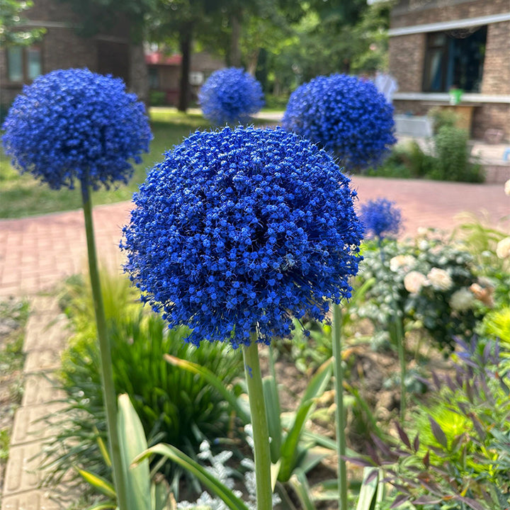 Ukrasni cvijet luka Allium Giganteum-HR