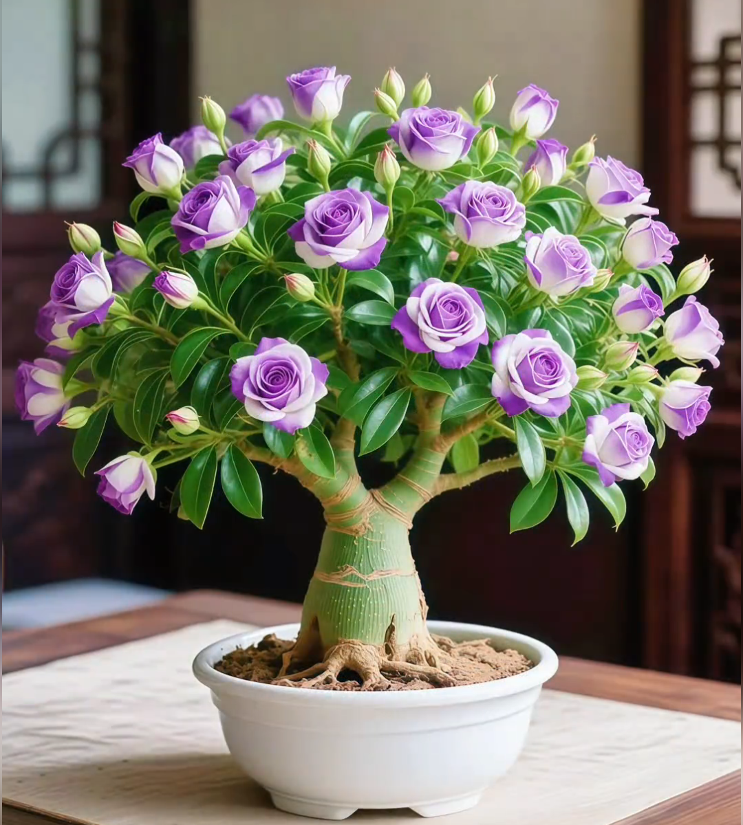 🌵 Semillas raras de rosa del desierto 🌺 Fáciles de cultivar-ES