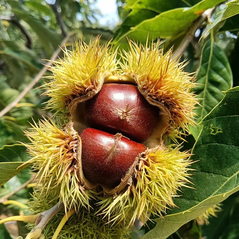 Nykštukinių kaštonų sėklos – saldūs ir aromatingi riešutai-LT