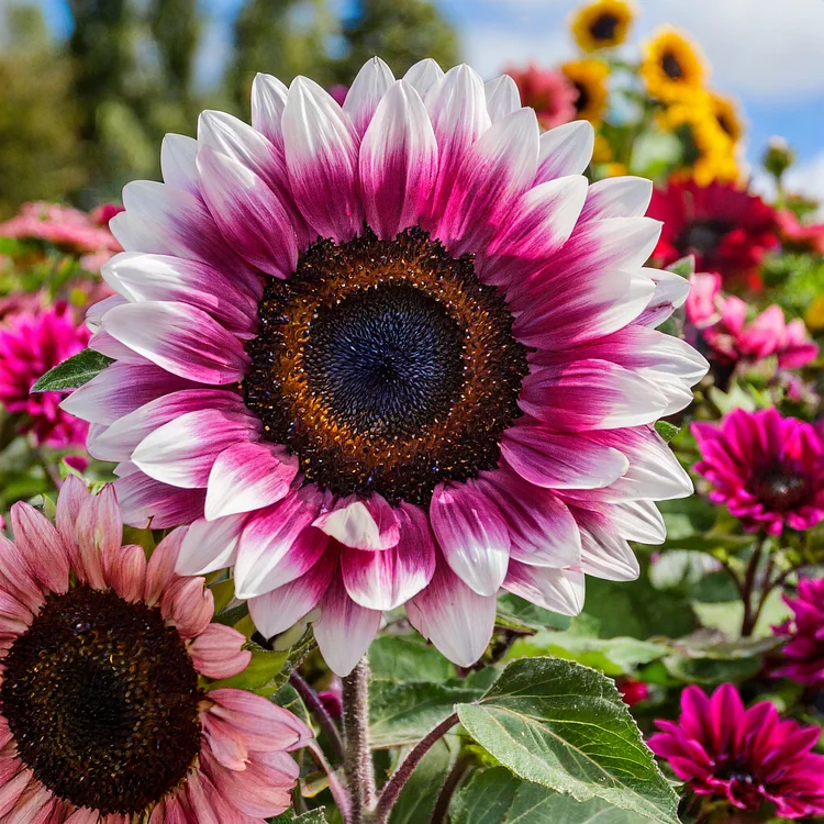 Semillas de girasol Midnight Blaze-ES