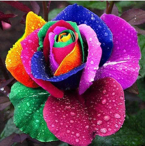💙SEMILLAS DE ROSA ENCANTADORA AZUL✨-ES