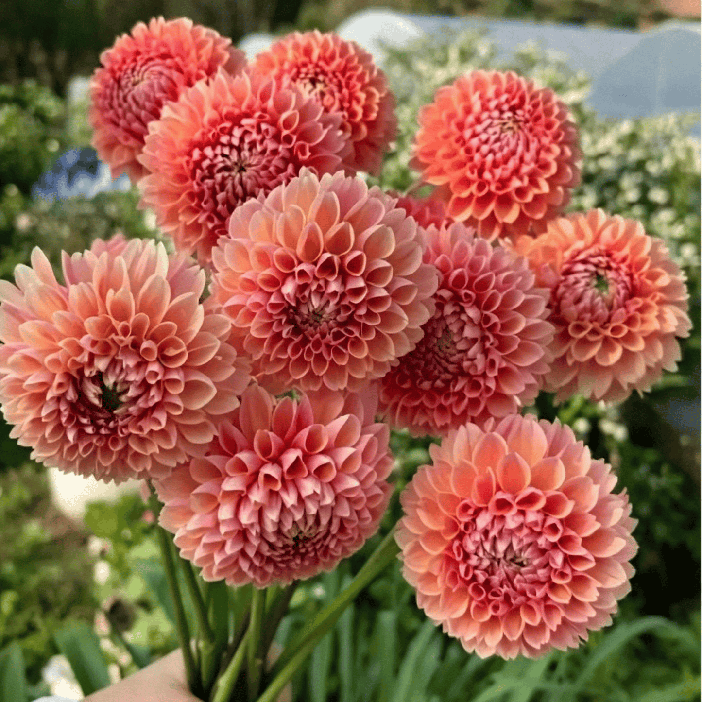 Sodo puošmena – jurginų sėklos – dideli, spalvingi žiedai, kurie patraukia dėmesį-LT
