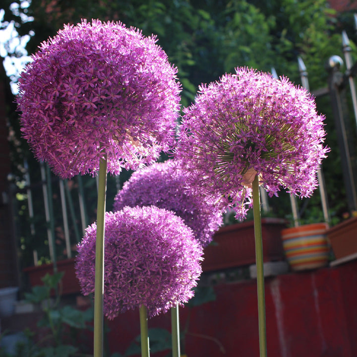 Ukrasni cvijet luka Allium Giganteum-HR