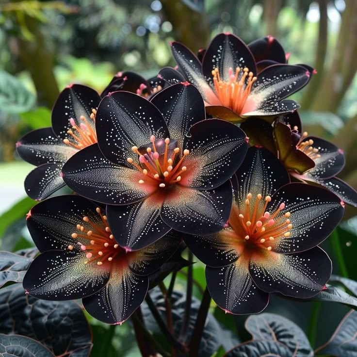 🌟Naktinė mėlynoji hosta – nuostabus jūsų namų papildymas! 🌟-LT